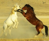 /album/equinos-academia-de-barcelona/chevaux-sauvages-2-jpg/