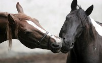 /album/equinos-academia-de-barcelona/horses-in-love-1920x1200-1012063-jpg/