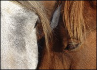 /album/equinos-academia-de-barcelona/horses-love-by-michilauke-jpg/