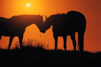 /album/equinos-academia-de-barcelona/horse-love-horses-4413038-600-402-jpg/