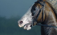 /album/equinos-academia-de-barcelona/horse-love-horses-4413012-1119-690-jpg/