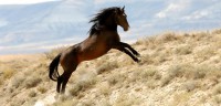 /album/equinos-academia-de-barcelona/photos-chevaux-sauvages1-jpg/