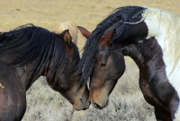/album/equinos-academia-de-barcelona/mustangs-chevaux-paysage-sauvage-wyoming-121-70249-jpg/