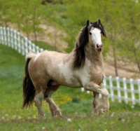 /album/equinos-academia-de-barcelona/i-just-love-horses-horses-18883703-776-727-jpg/